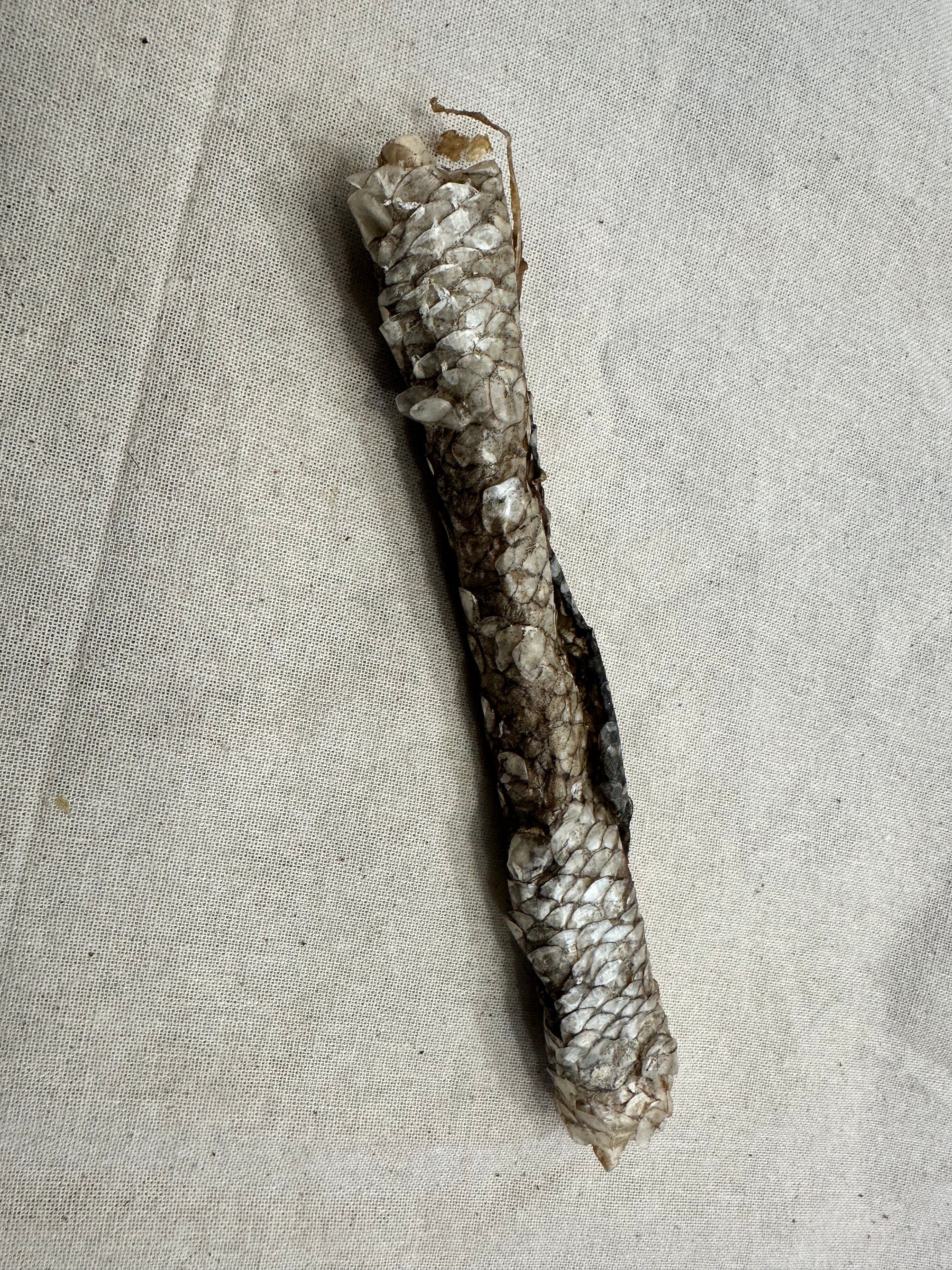 Carp Skins